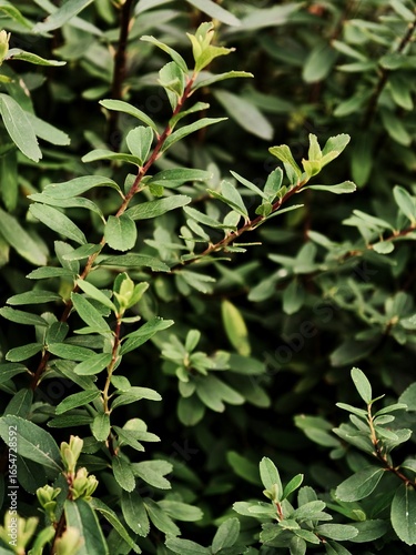  fresh spiraea in the garden