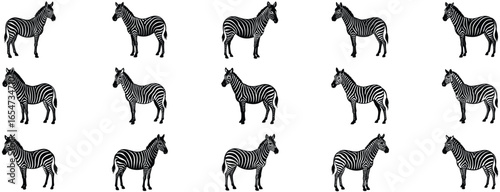zibbra vector