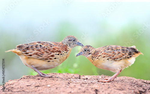 pair of small or common buttonquail, turnix sylvaticus with best shot of both male and female while foraging in early morning, residential bird of Thailand