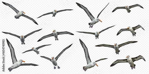 A collection of realistic albatross seabirds isolated in various flight poses and angles, showing their majestic wingspan.