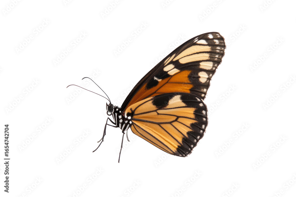Fototapeta premium Monarch Butterfly Close-Up: A stunning monarch butterfly, resplendent in vibrant orange and black, is captured in exquisite detail, revealing the delicate beauty of its wings and intricate patterns.
