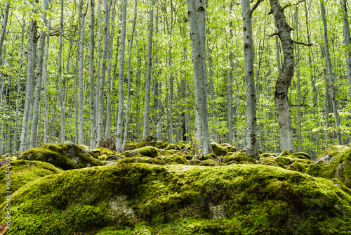 lush green forest background