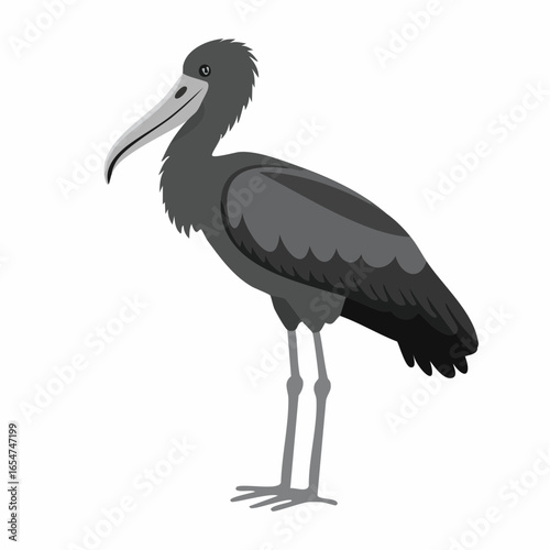 Shoebill Stork Standing. Black and white Shoebill Stork Standing image vector on white background.