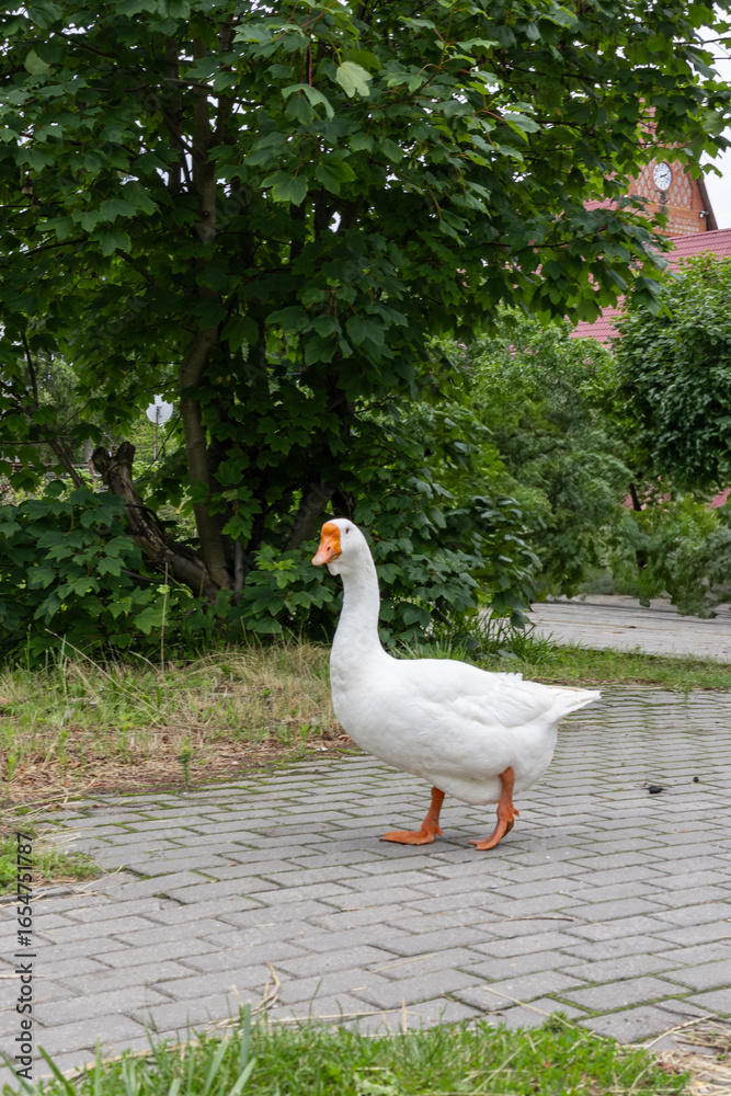 Obraz premium White domestic goose walking on paved path near green trees in rural yard. Farm animal photo.