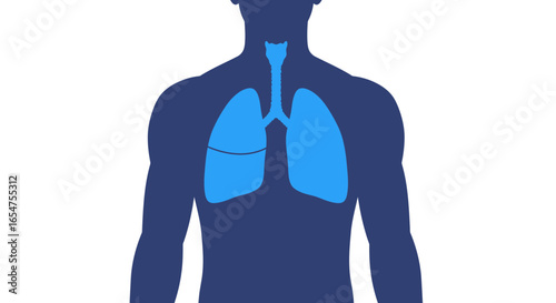 Anatomical lungs inside human form for medical reference and learning, originally scalable vector graphic