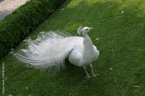 white peacock