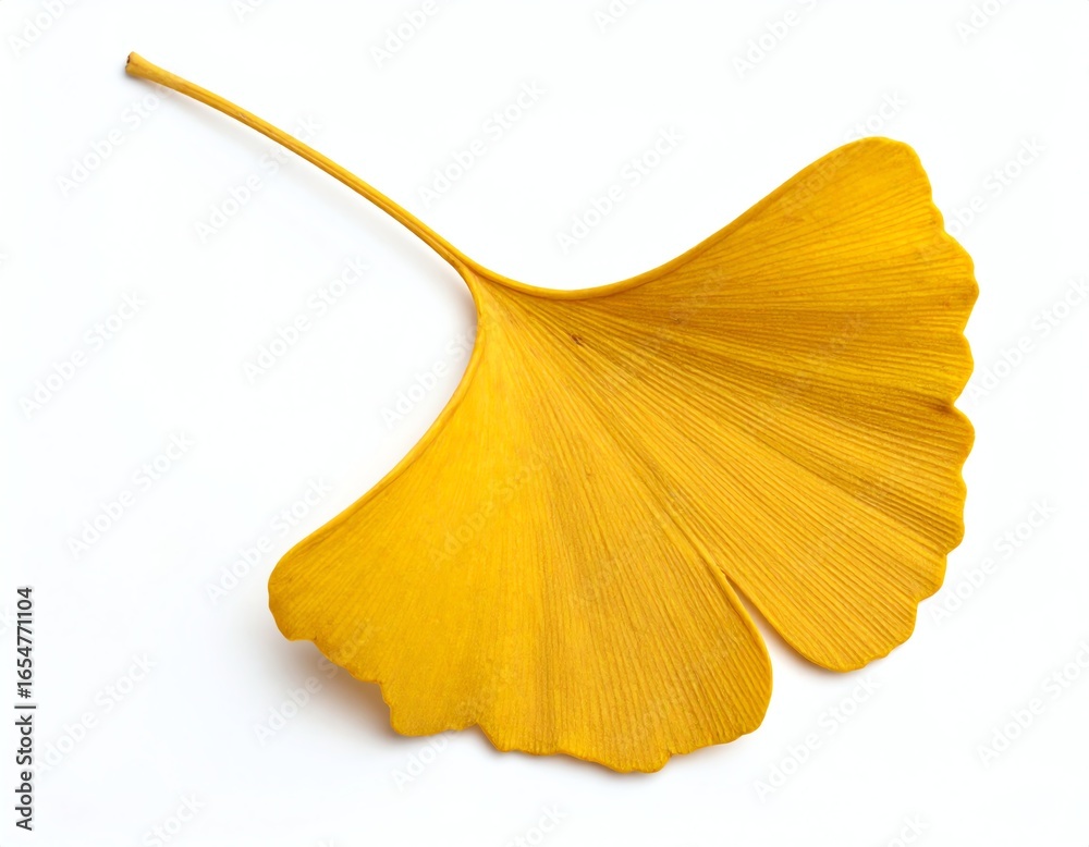Naklejka premium Vibrant yellow ginkgo leaf on white background.