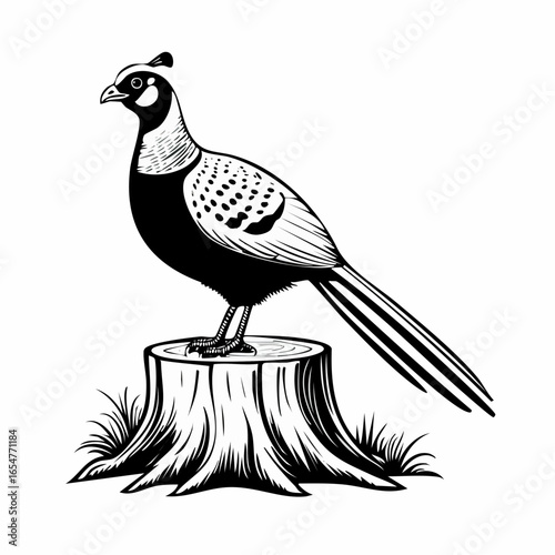 Pheasant standing on a tree stump vector image isolated on white background.