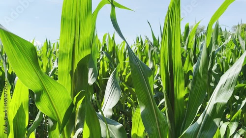 A close-up view of a corn field under a clear sky. Suitable background for titling.