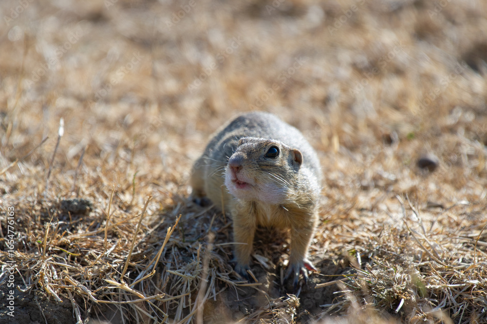 Obraz premium A ground squirrel with open mouth and alert eyes sits on dry grass and dirt in its natural habitat.