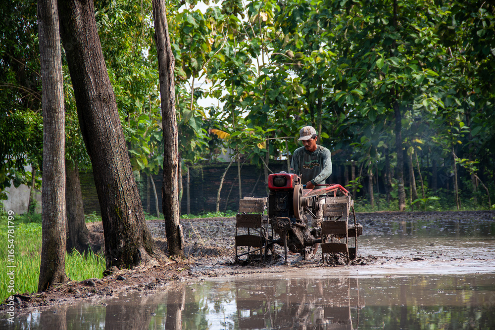 Obraz premium A farmer is using a hand tractor in a muddy rice field.