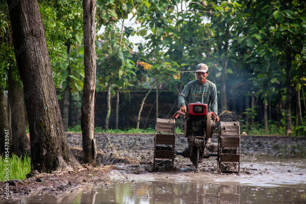 Fototapeta premium A farmer is using a hand tractor in a muddy rice field.