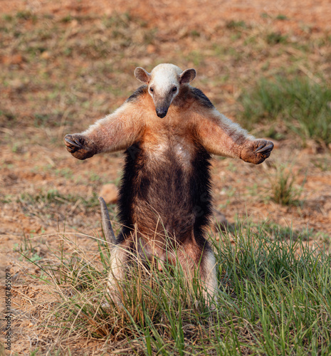 Fotografía Lesser anteater in kung fu attack pose - Pantanal