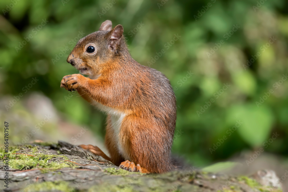 Red Squirrel in a forest, close up Red Squirrel in a forest, close up