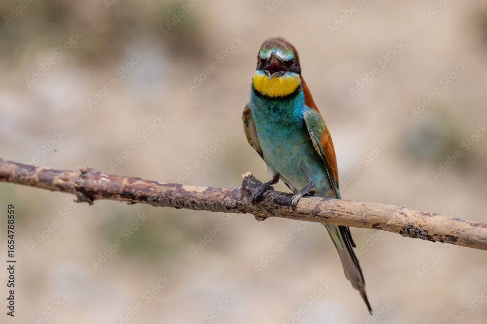 Obraz premium Colorful bird outdoors and wildlife. European bee-eater (Merops apiaster) in natural habitat. A strikingly beautiful colorful bird that can fly very well and winters in Africa as a migratory bird. 