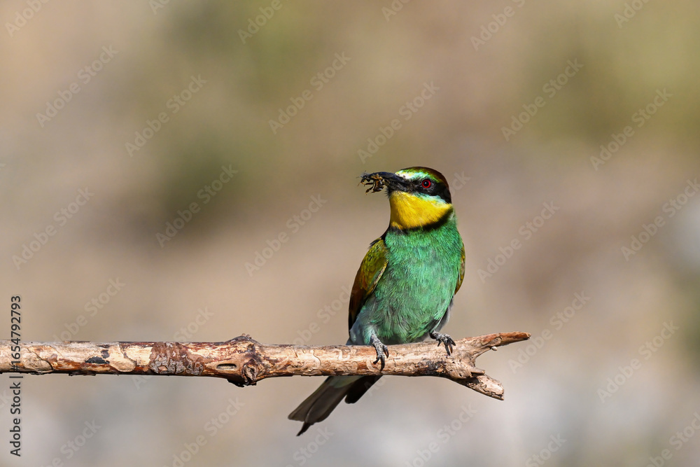 Fototapeta premium Colorful bird outdoors and wildlife. European bee-eater (Merops apiaster) in natural habitat. A strikingly beautiful colorful bird that can fly very well and winters in Africa as a migratory bird. 