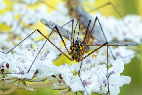 Crane fly on flower