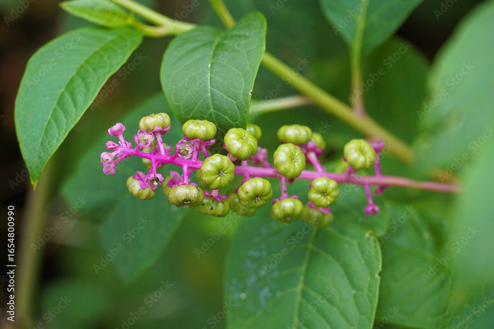 Naklejka premium Phytolacca americana Phytolacca americana perennial herbaceous plant green fruits branch leaves nature