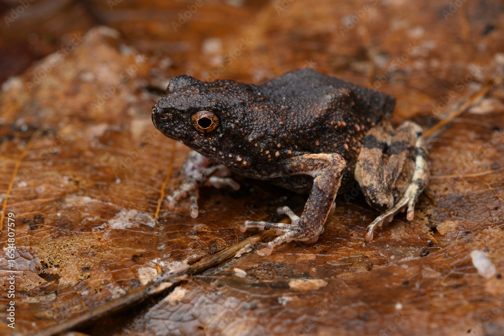Naklejka premium herpetofauna