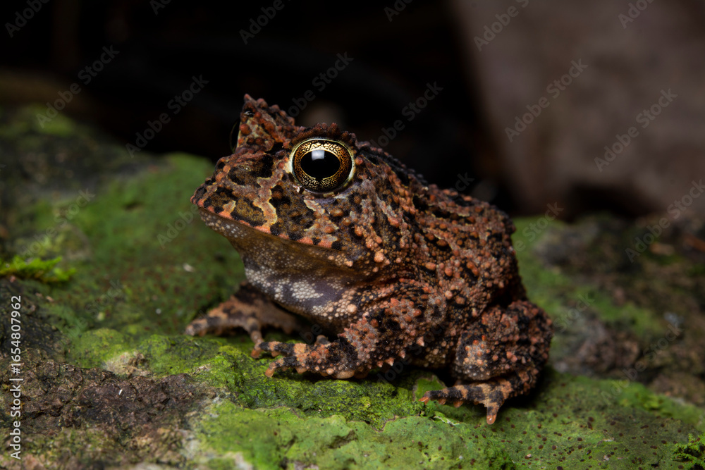 Obraz premium herpetofauna