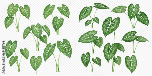A collection of illustrated tropical Alocasia plants with large, heart-shaped green leaves and prominent white veins.