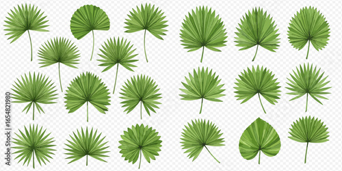 A diverse collection of green fan palm leaves in various shapes and sizes, isolated on a transparent background.