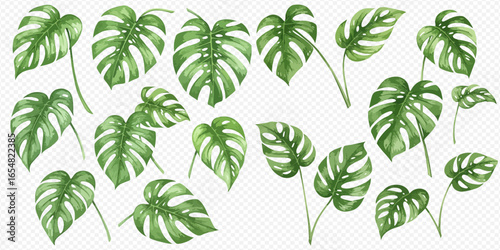 Watercolor painting of various Monstera leaves in different sizes and orientations isolated on a transparent background.