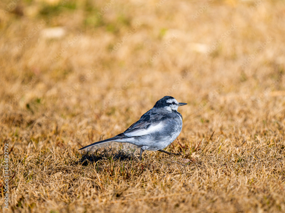 Obraz premium 地面を歩くハクセキレイ