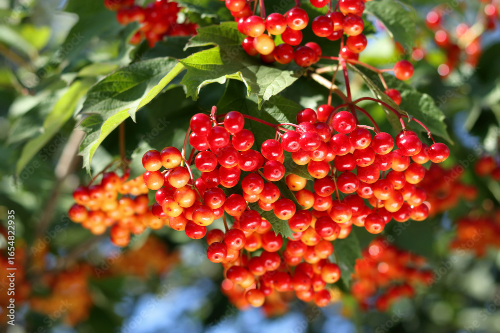 Fototapeta premium Viburnum opulus berries, red fruit clusters, green foliage, sunlight, autumn harvest, natural food, herbal remedy, garden plant, wildlife food source, botanical macro, countryside nature