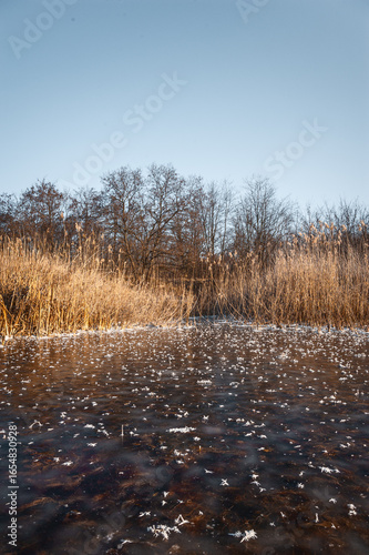 Wallpaper Mural A close-up view of a frozen lake covered with delicate ice crystals, surrounded by tall, dry reeds and bare trees on a quiet winter day. Torontodigital.ca