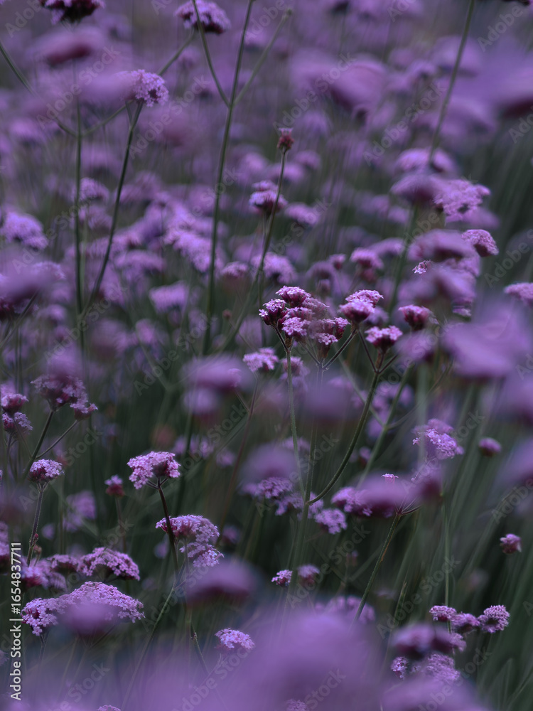 Fototapeta premium Purple verbena flowers close up in England