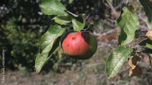 Organic apple hanging on a tree on a beautiful sunny day. The apple has natural spots because it is unsprayed and chemical-free.