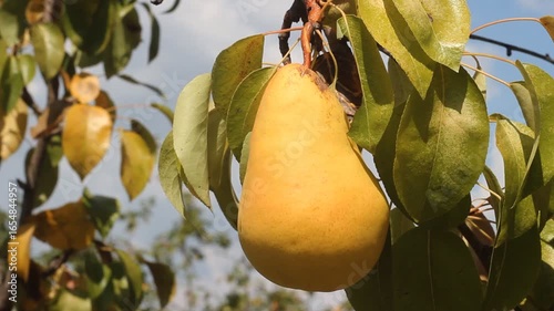 Ripe yellow pear hanging on a tree on a beautiful sunny summer day. Perfect stock photo for themes of organic fruit, nature, freshness, and healthy food.