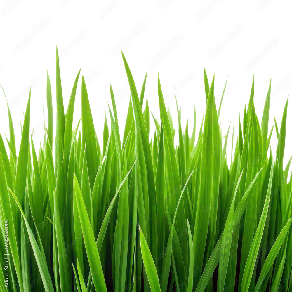 Fototapeta premium Vibrant green grass blades isolated on white background