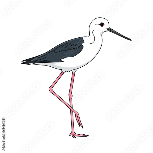 Elegant black-winged stilt bird illustration, standing gracefully on one leg against a white background.