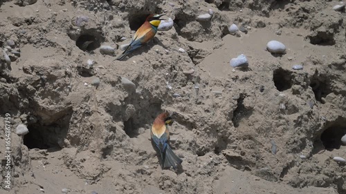 Colorful bird and wildlife outdoors. Building a bird's nest. The European bee-eater (Merops apiaster) in its natural habitat. A strikingly beautiful, colorful bird that flies very well and spends the 