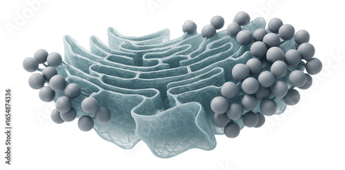 Fragment of rough endoplasmic reticulum with attached polyribosomes