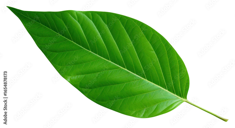 Fototapeta premium PNG Plant leaf freshness fragility.
