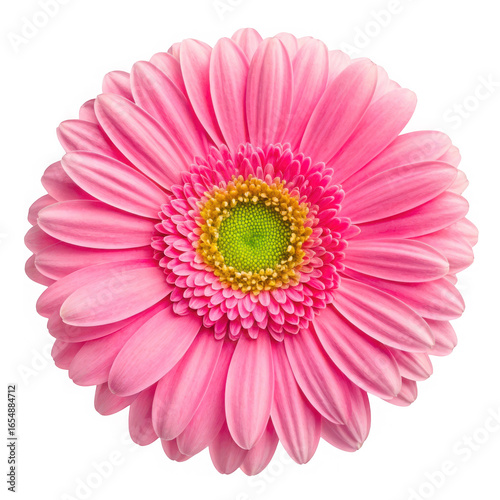 pink gerber daisy isolated on white background