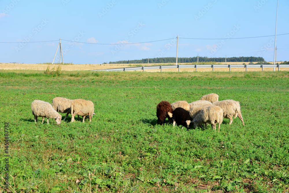 Obraz premium Sheep Grazing in a Green Field some domestic animals