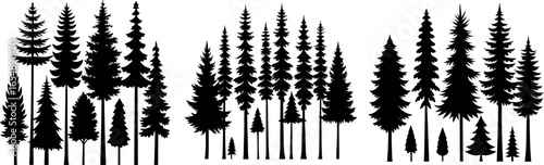 Forest of Christmas fir trees silhouette. Coniferous spruce panorama. Park of evergreen wood. Vector on white background