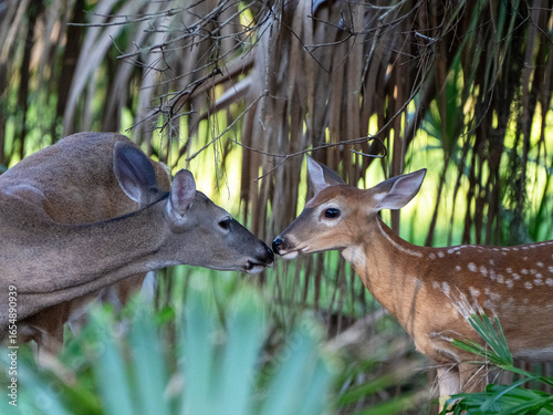 A fawn and a young buck are kissing and touching noses