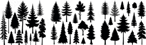 Silhouettes of various evergreen trees in a forest