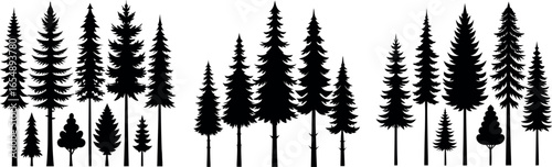 Silhouettes of evergreen trees in a forest setting