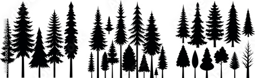 Forest of Christmas fir trees silhouette. Coniferous spruce panorama. Park of evergreen wood. Vector on white background