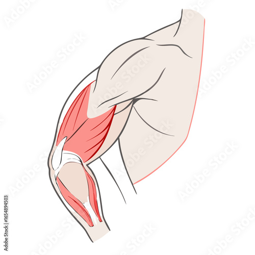 Anatomical illustration showing human arm muscles on black background