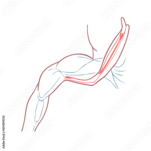Human arm anatomy diagram with muscles and veins