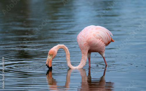 American flamingo feeds in water, Phoenicopterus ruber in Galapagos