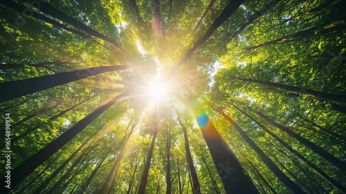 Looking Up Through Tall Green Trees with Sunlight Beaming Through the Canopy Creating a Serene Natural Forest Environment