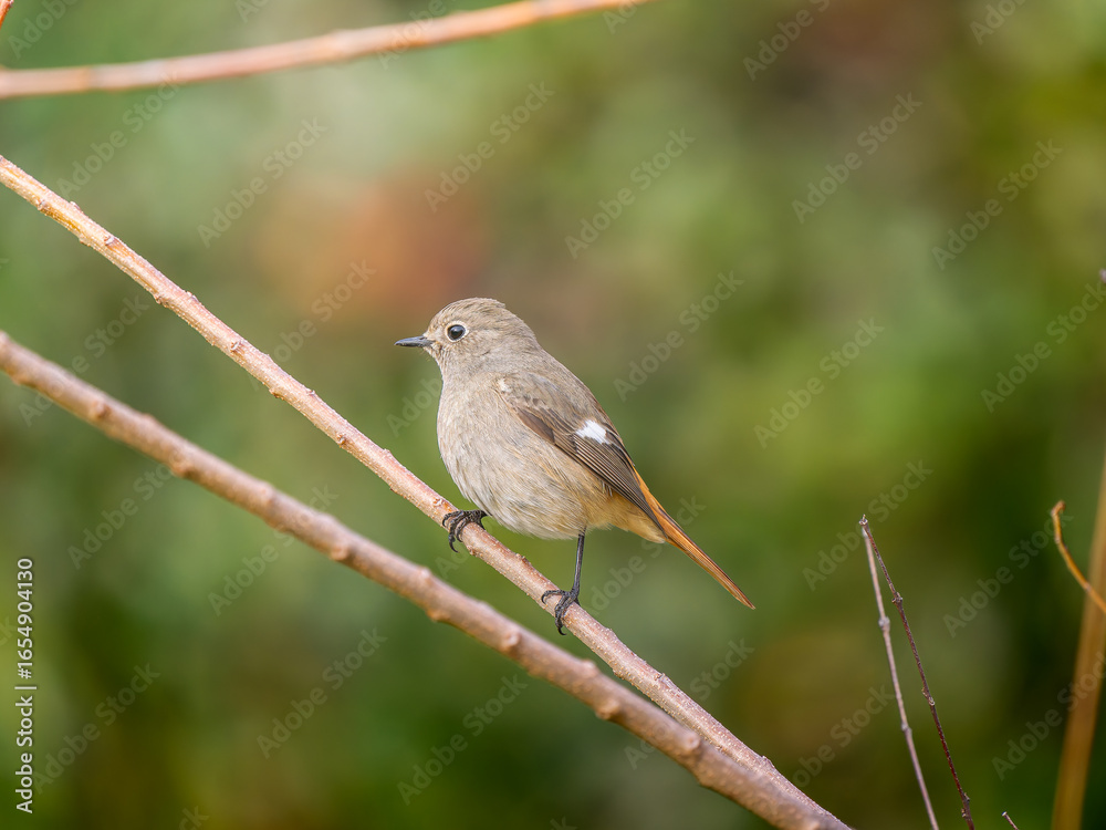 Fototapeta premium 枝にとまるジョウビタキのメス